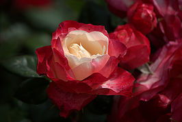 Bernhard Saalfeld - DSC01875 -1